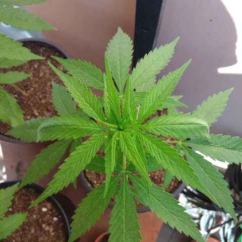 Top growlog timeline photo