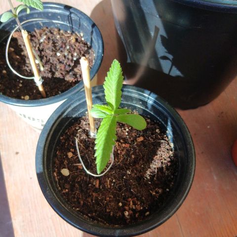 Chizu growlog timeline photo