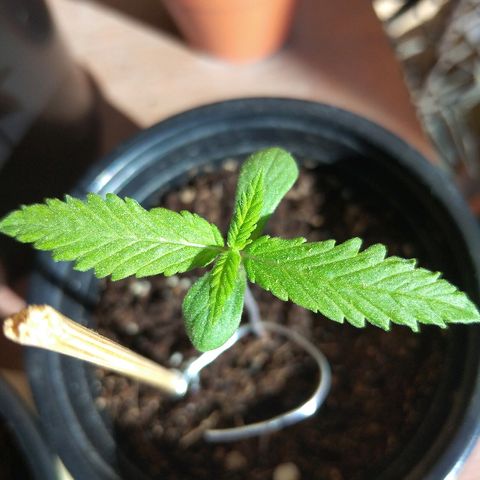 Chizu growlog timeline photo