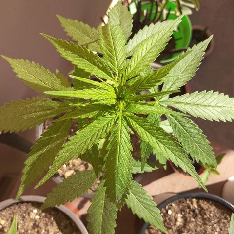 Top growlog timeline photo