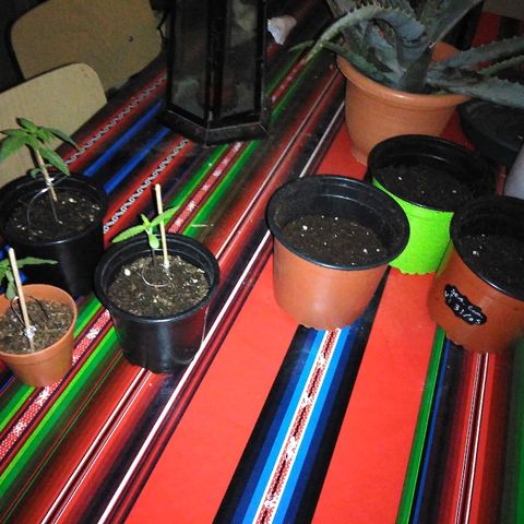 Chizu growlog timeline photo
