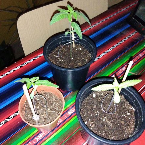 Chizu growlog timeline photo