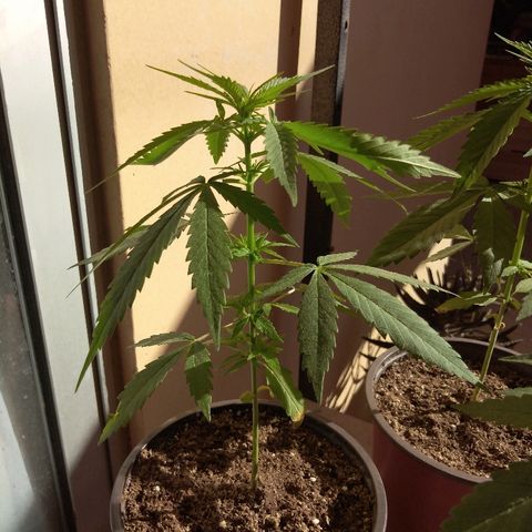 Top growlog timeline photo