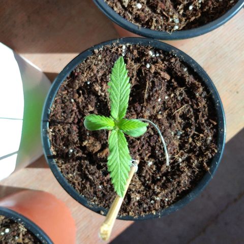 Chizu growlog timeline photo