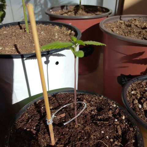 Chizu growlog timeline photo