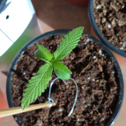 Chizu growlog timeline photo
