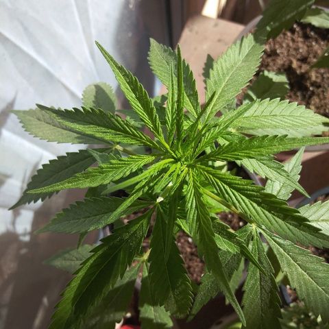 Top growlog timeline photo