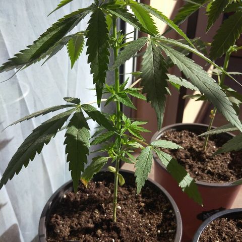 Top growlog timeline photo