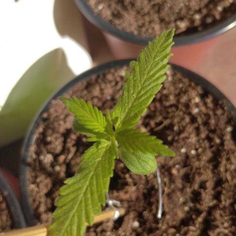 Chizu growlog timeline photo