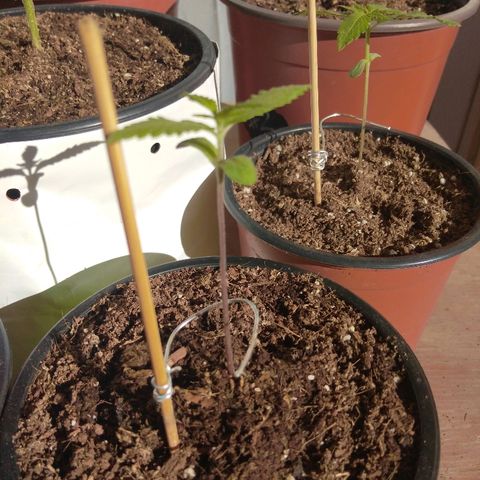 Chizu growlog timeline photo