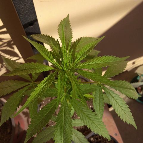 Top growlog timeline photo