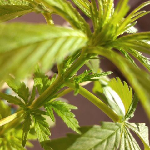 Top growlog timeline photo