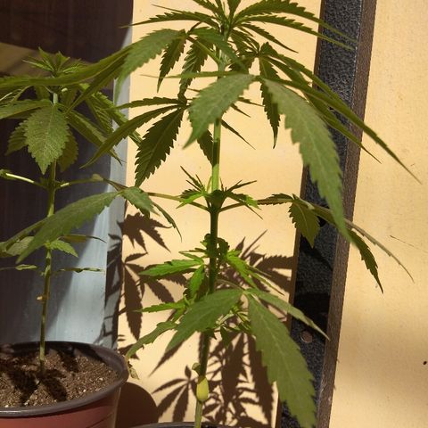 Top growlog timeline photo