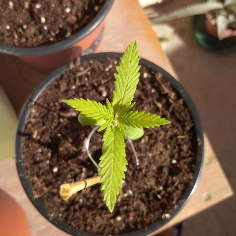 Chizu growlog timeline photo