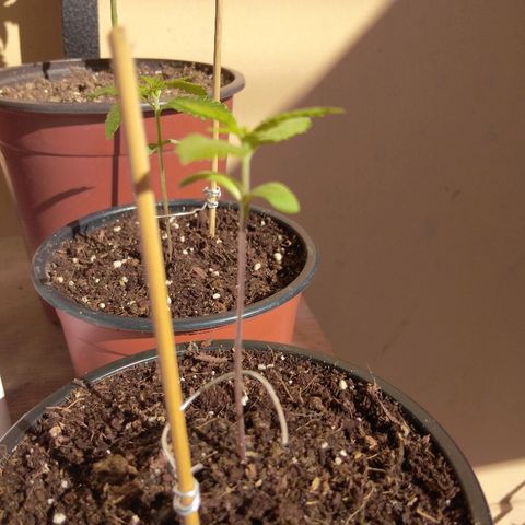 Chizu growlog timeline photo