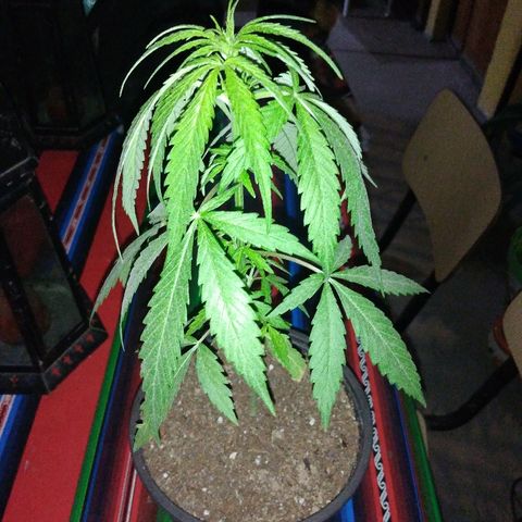 Top growlog timeline photo