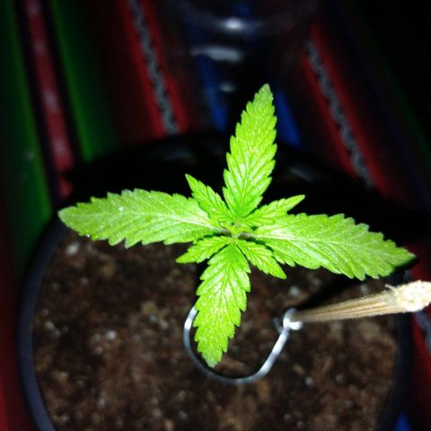 Chizu growlog timeline photo