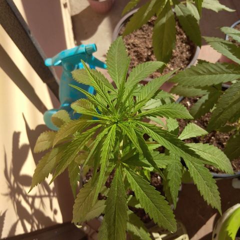 Top growlog timeline photo