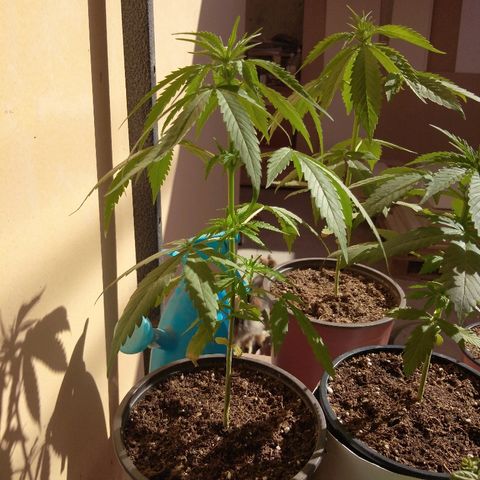 Top growlog timeline photo