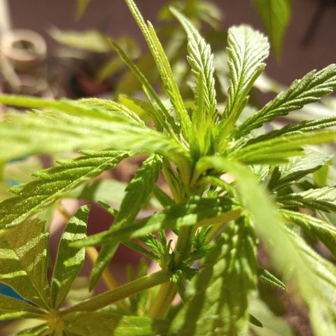 Top growlog timeline photo