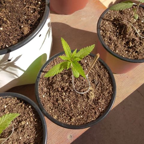Chizu growlog timeline photo