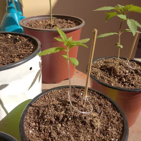 Chizu growlog timeline photo