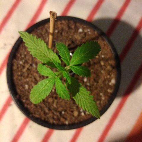 Chizu growlog timeline photo