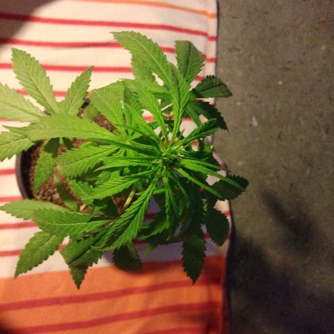Top growlog timeline photo