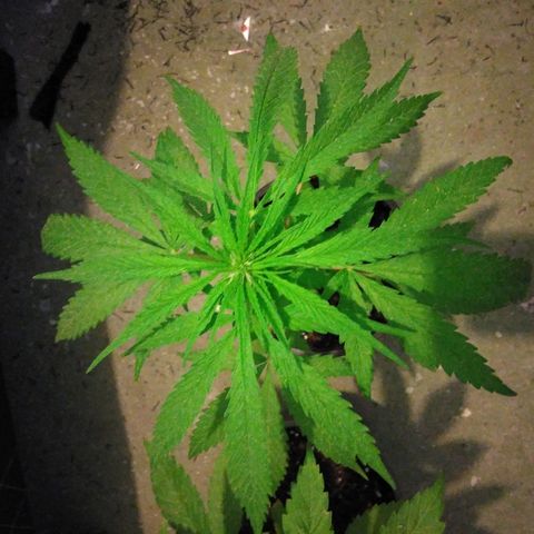 Top growlog timeline photo