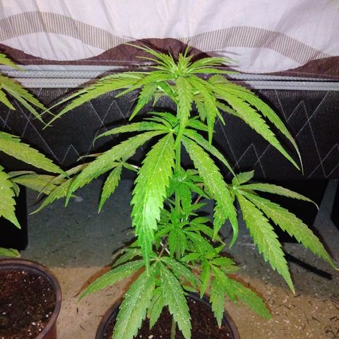 Top growlog timeline photo