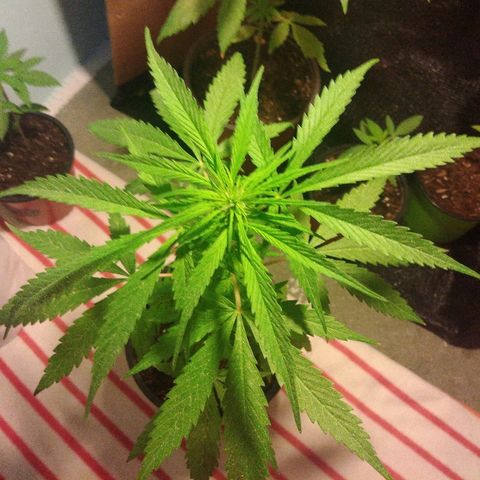 Top growlog timeline photo
