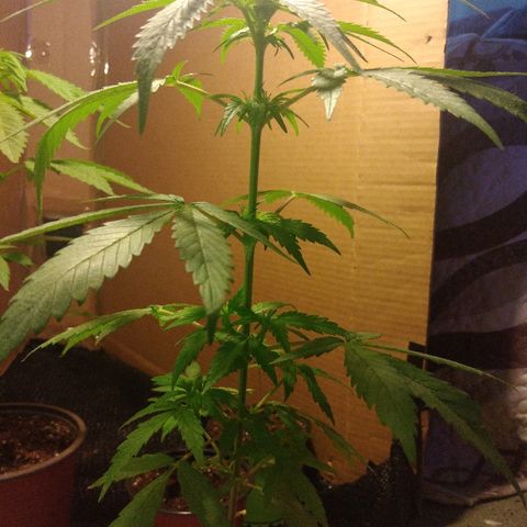 Top growlog timeline photo