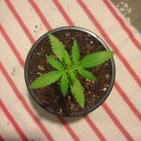 Chizu growlog timeline photo