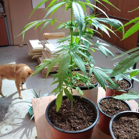 Top growlog timeline photo