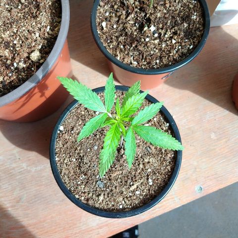 Chizu growlog timeline photo