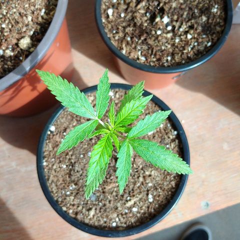 Chizu growlog timeline photo
