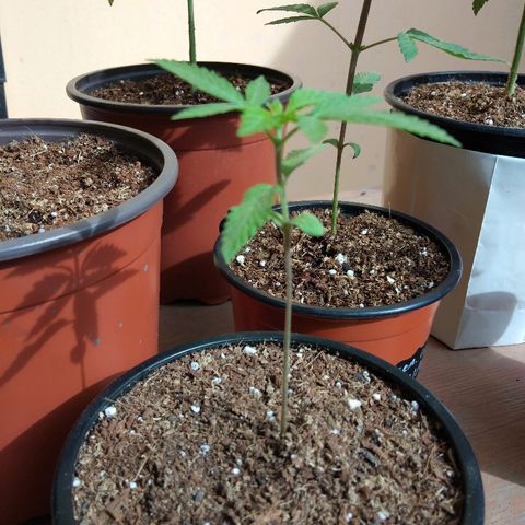 Chizu growlog timeline photo