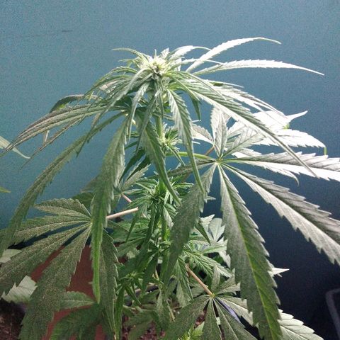 Top growlog timeline photo
