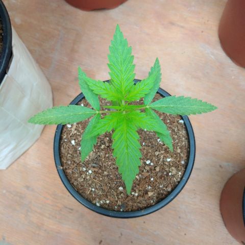 Chizu growlog timeline photo