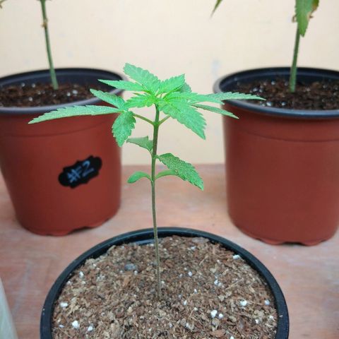 Chizu growlog timeline photo