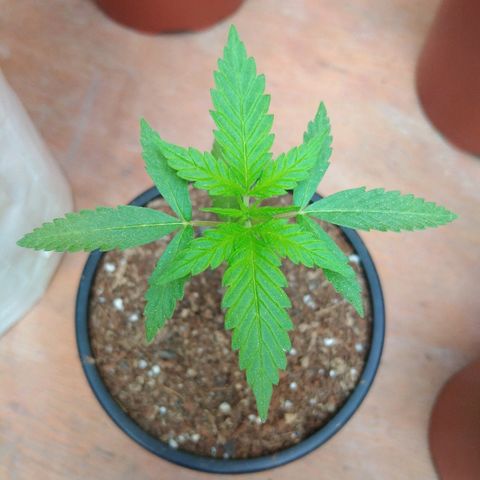 Chizu growlog timeline photo