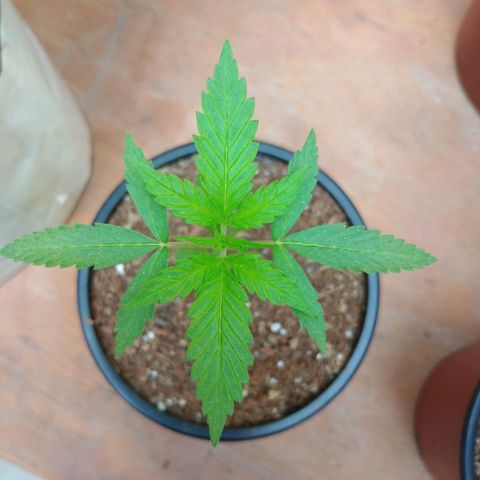 Chizu growlog timeline photo