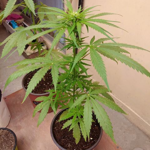 Top growlog timeline photo