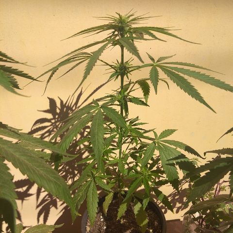 Top growlog timeline photo