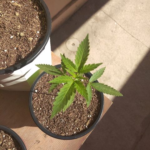 Chizu growlog timeline photo