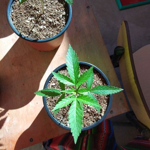 Chizu growlog timeline photo