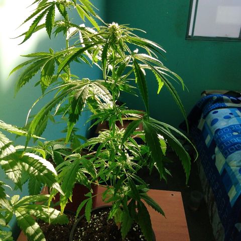 Top growlog timeline photo