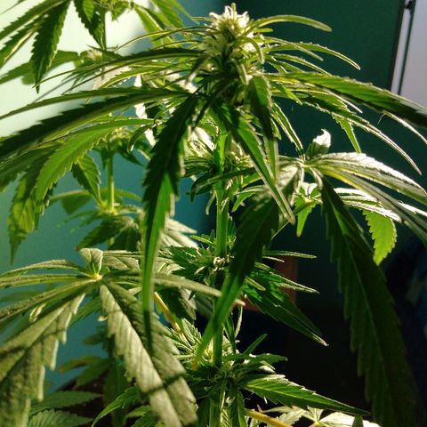 Top growlog timeline photo