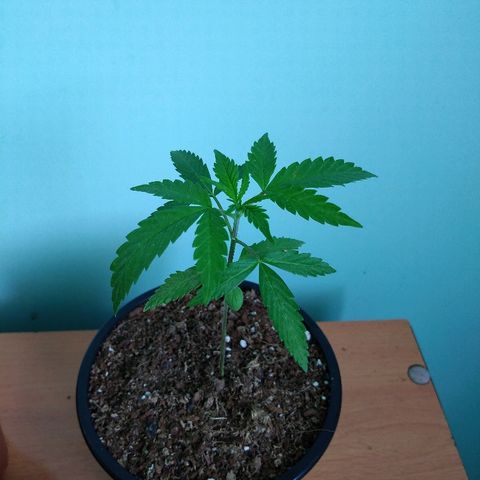 Chizu growlog timeline photo