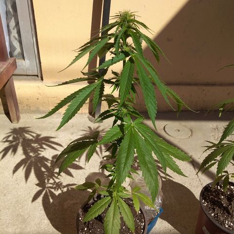 Top growlog timeline photo